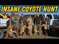 ACTION PACKED COYOTE HUNT WITH FAST DOGS