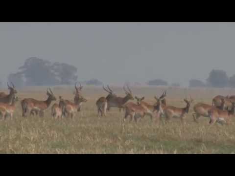 Red Lechwe (Kobus leche leche)