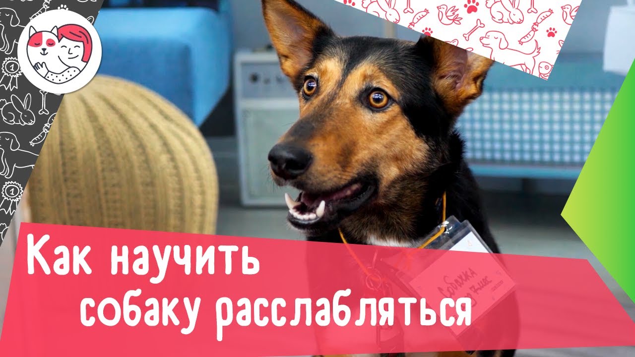 Как научить собаку расслабляться: 4 совета