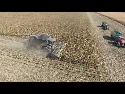 Olimac DRAGO GT 12 Row Corn Head and Massey Ferguson Ideal 9T Combine Harvesting Sunflowers