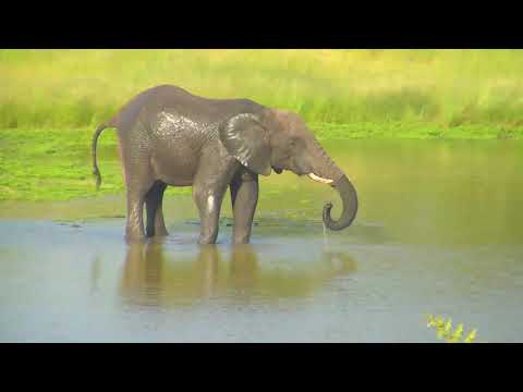 Djuma: Lone Elephant bull - 16:30 - 02/28/19