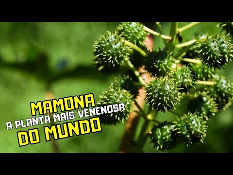 MAMONA - A PLANTA MAIS VENENOSA DO MUNDO