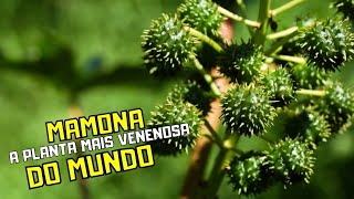 MAMONA - A PLANTA MAIS VENENOSA DO MUNDO
