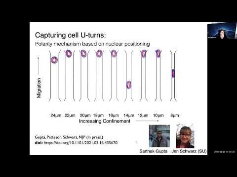 Alison Patteson: Mechanobiology of vimentin intermediate filaments