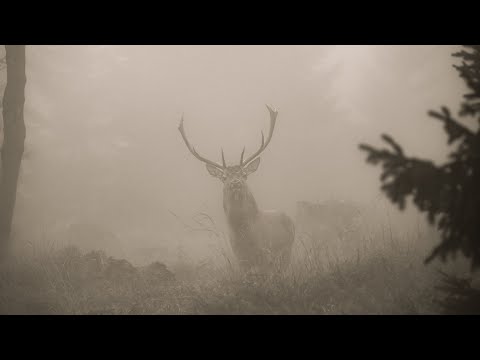 Hirschbrunft im Nebel