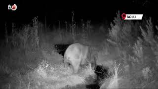 Bolu'da Yaban Hayatı Fotokapanlarla Görüntülendi