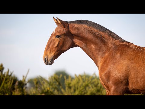 Roma da Salgueirinha  (Jasmim Plus x Esperada by Ulpiano)