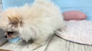 ポメラニアンの動画01