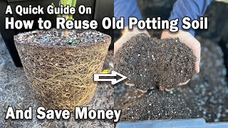 How to Reuse Old Potting Soil for New Plants Instantly and Save Money on Potting Mix