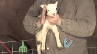 Installing Q-flex® Ear Tags with an Applicator