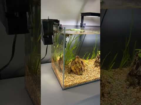 17 gallon planted tank day 3