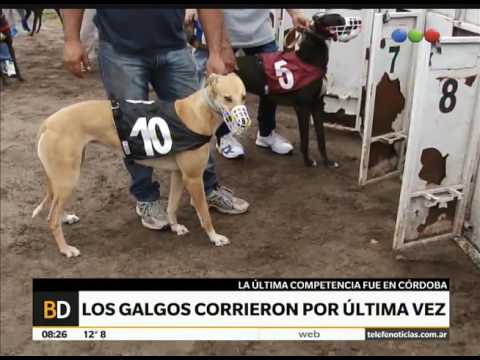 Carrera de galgos en Córdoba desafía a la ley - Telefe Noticias