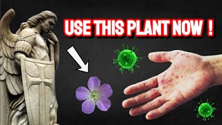 St. Michael Advises this Plant to be Used Externally if You have Skin Disease!