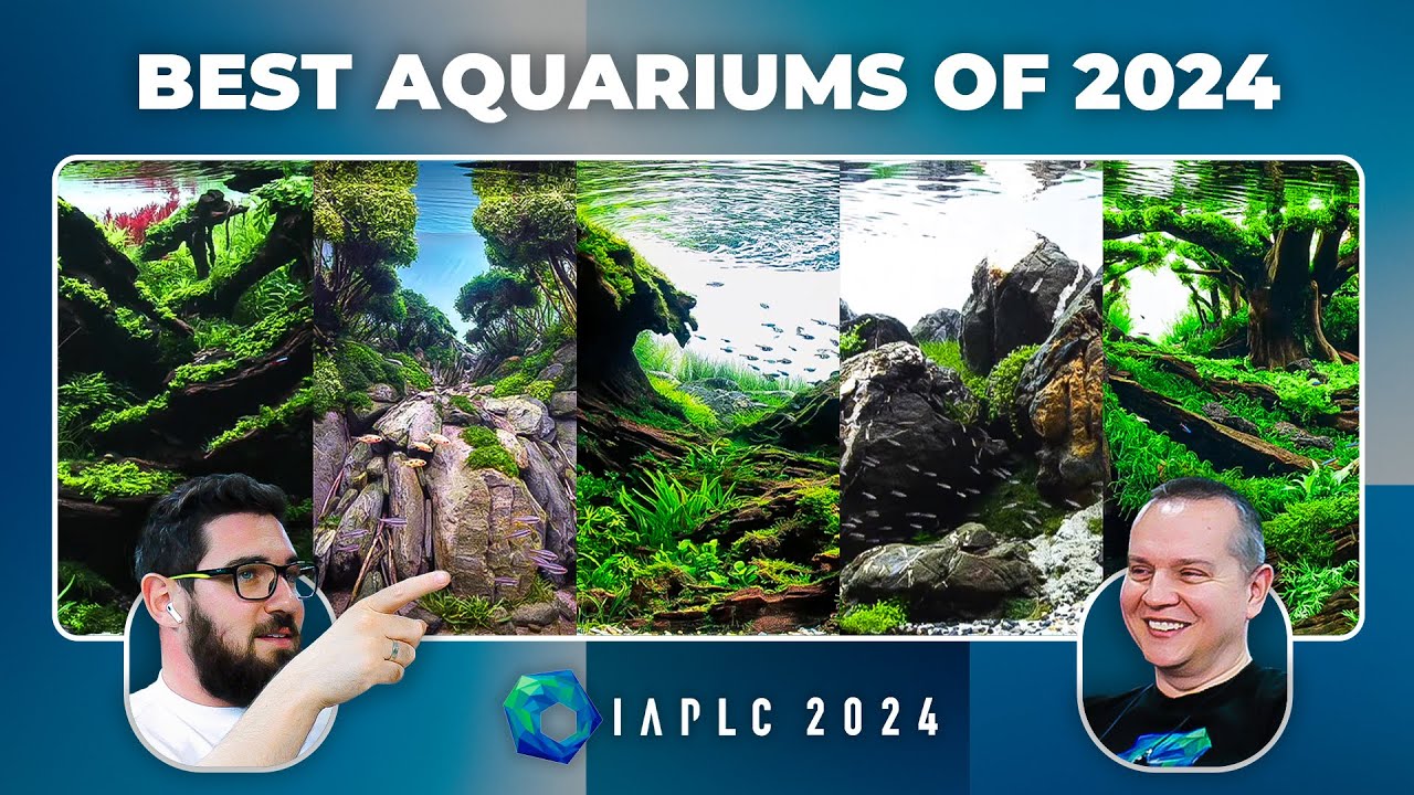 World's BEST Aquariums of 2024 | IAPLC 2024 Live Reaction