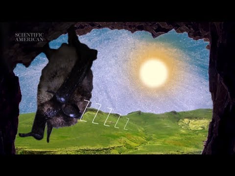 なぜ私たちは眠るのか?- インスタントエッグヘッド #55 (Why Do We Sleep? - Instant Egghead #55)