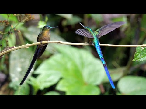 image-What does the hummingbird represent in Jamaica?