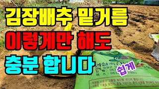 김장배추 밭만들기 어렵게 말고 쉽게 이렇게 하세요 부족한건 웃거름으로 충분합니다.