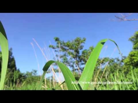 キマダラルリツバメの飛翔　Spindasis takanonis