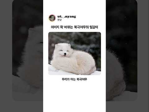 이미지 확 바뀌는 '북극여우'의 털갈이