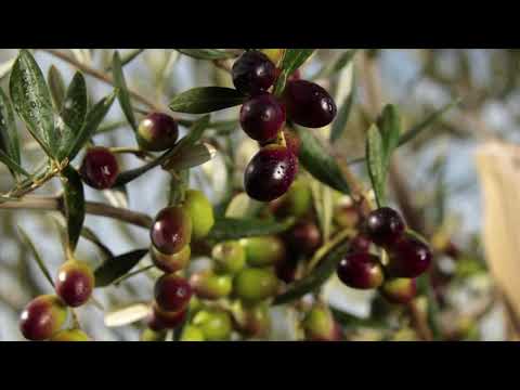 download lagu mp3 mp4 Chilean Olive Oil, download lagu Chilean Olive Oil gratis, unduh video klip Chilean Olive Oil