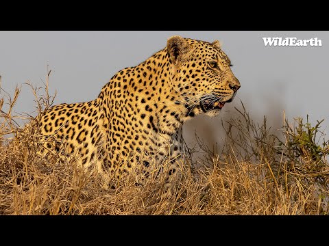 Maribye is back: Clown prince leopard returns