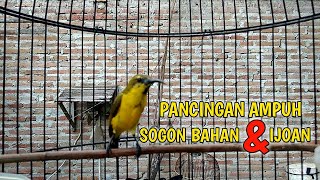 Download lagu PANCINGAN SOGON BAHAN DAN IJOAN CEPAT BUNYI | SOGOK ONTONG MANAPUN PASTI NYAUT mp3