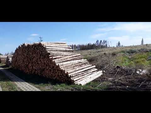 Schierke im Harz, der Wald ist tod und Totholz brennt tatsächlich