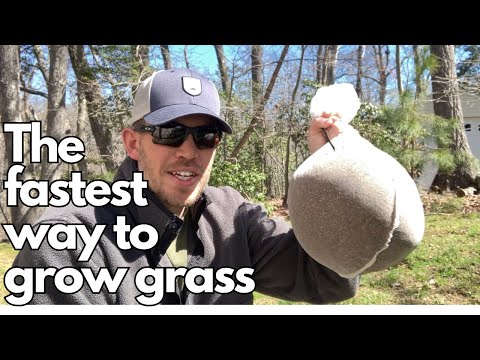 How to Pre-germinate Grass Seed | A Complete Guide