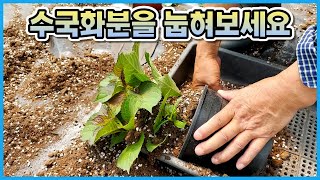 수국을 번식하는 가장 안전하고 확실한 방법!! 수국농장에서 배워온 신개념 수국 번식법!!
