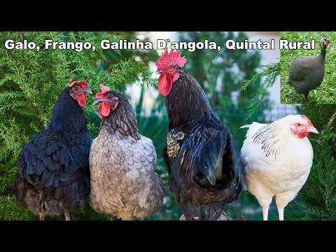 Galo, Frango, Galinha D`angola, Quintal Rural