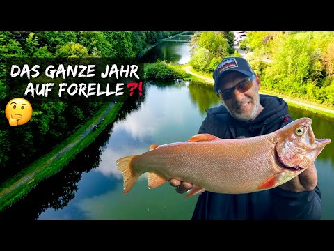 Forellenangeln das ganze Jahr ⁉️🤔 Mit Standrute und UL-Rute finden wir es heraus 💪