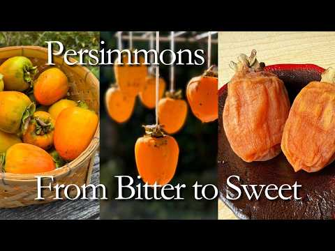 Hoshigaki: Why the Japanese Have Dried Persimmons for Centuries