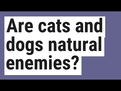 Are cats and dogs natural enemies?