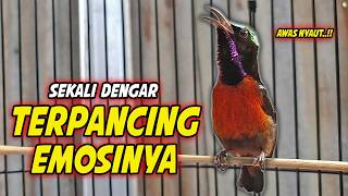 Download lagu SUARA BURUNG KOLIBRI NINJA GACOR FULL NEMBAK ISIAN MEWAH !! PANCINGAN KONIN BAHAN AGAR CEPAT EMOSI mp3 Download lagu SUARA BURUNG KOLIBRI NINJA GACOR FULL NEMBAK ISIAN MEWAH !! PANCINGAN KONIN BAHAN AGAR CEPAT EMOSI mp3