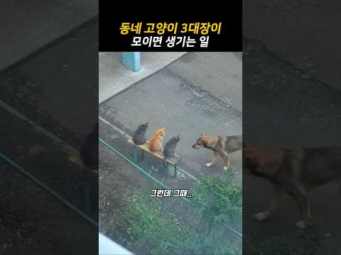 고양이 3대장이 댕댕이를 만나면 생기는 일