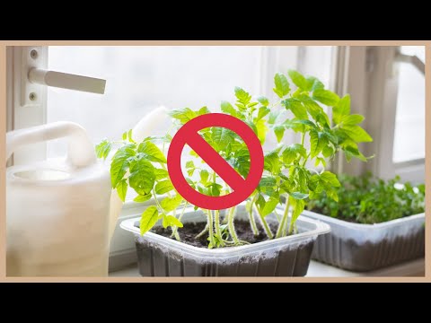 , title : 'Warum du dein Gemüse NICHT an der Fensterbank vorziehen solltest + 6 andere Anzucht-Fehler 🌱'