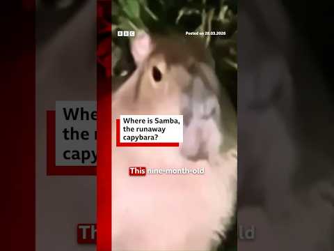 Where is Samba, the runaway capybara? #Capybara #UK #BBCNews