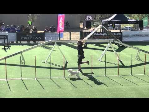 Anna Mel Agility 2ª Divisio