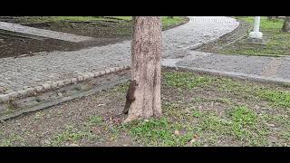 松鼠-高雄二二八紀念公園-2024.6.5-3