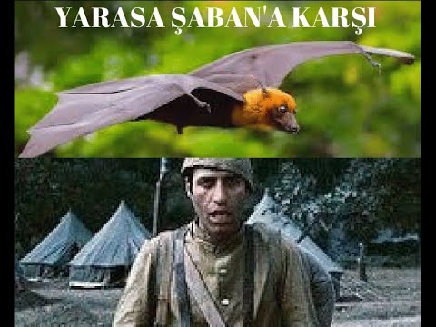 YARASA ŞABAN'A SALDIRINCA