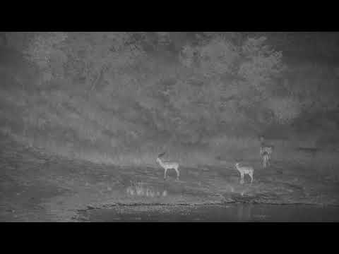 Djuma: Impala rams and lone Elephant - 23:34 - 03/05/2022