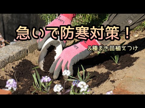 2月の屋外播種：この冬は何を植えますか？苗を霜から守るにはどうすればよいですか？  庭園