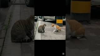 Gatos Sinistros Parte II 