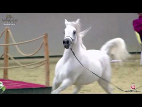 N 182 WASET AL SHAQAB   29th Qatar Intl A H  Show 2020   4 6 Years Old Stallions Class 10