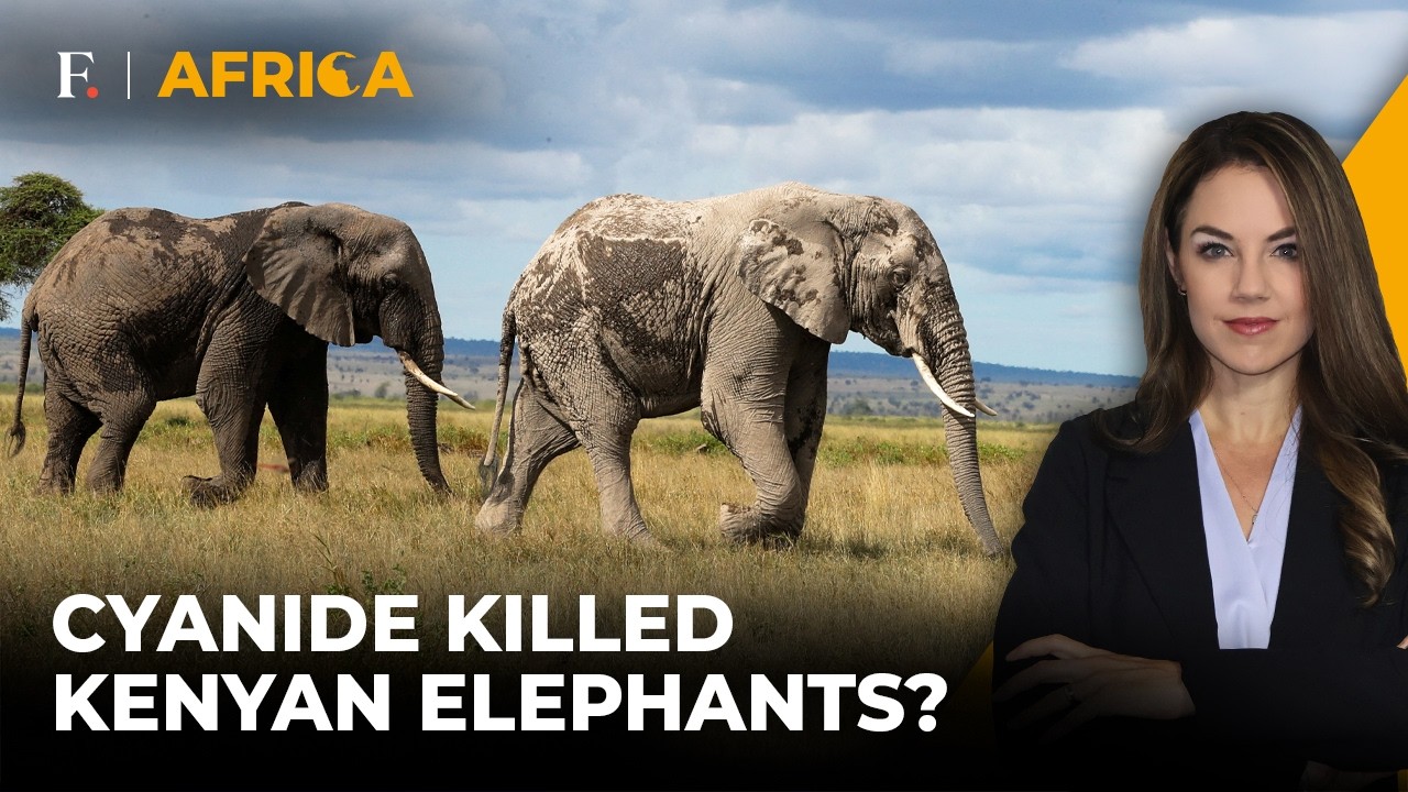 Kenya Elephant Tragedy: Cyanide Poisoning Probed In Amboseli National Park | Firstpost Africa | N18G