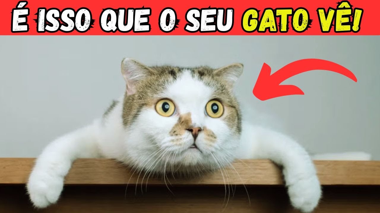 Seu gato não vê você como HUMANO – É isso o que você REALMENTE é para ele