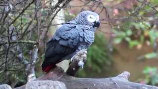 preview picture of video 'Graupapagei Vogelpark Marlow'