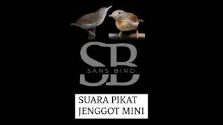 Download lagu Suara pikat jenggot mini paling ampuh mp3