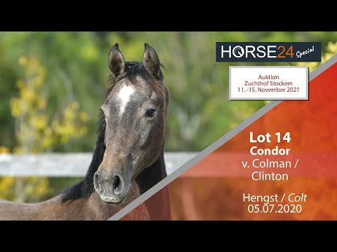 Horse24 Special - Auktion Zuchthof Stockem: Lot 14 Condor Hengst v. Colman - Clinton