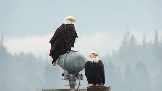 preview picture of video 'Bald Eagles Along The Shore Near Comox, British Columbia'